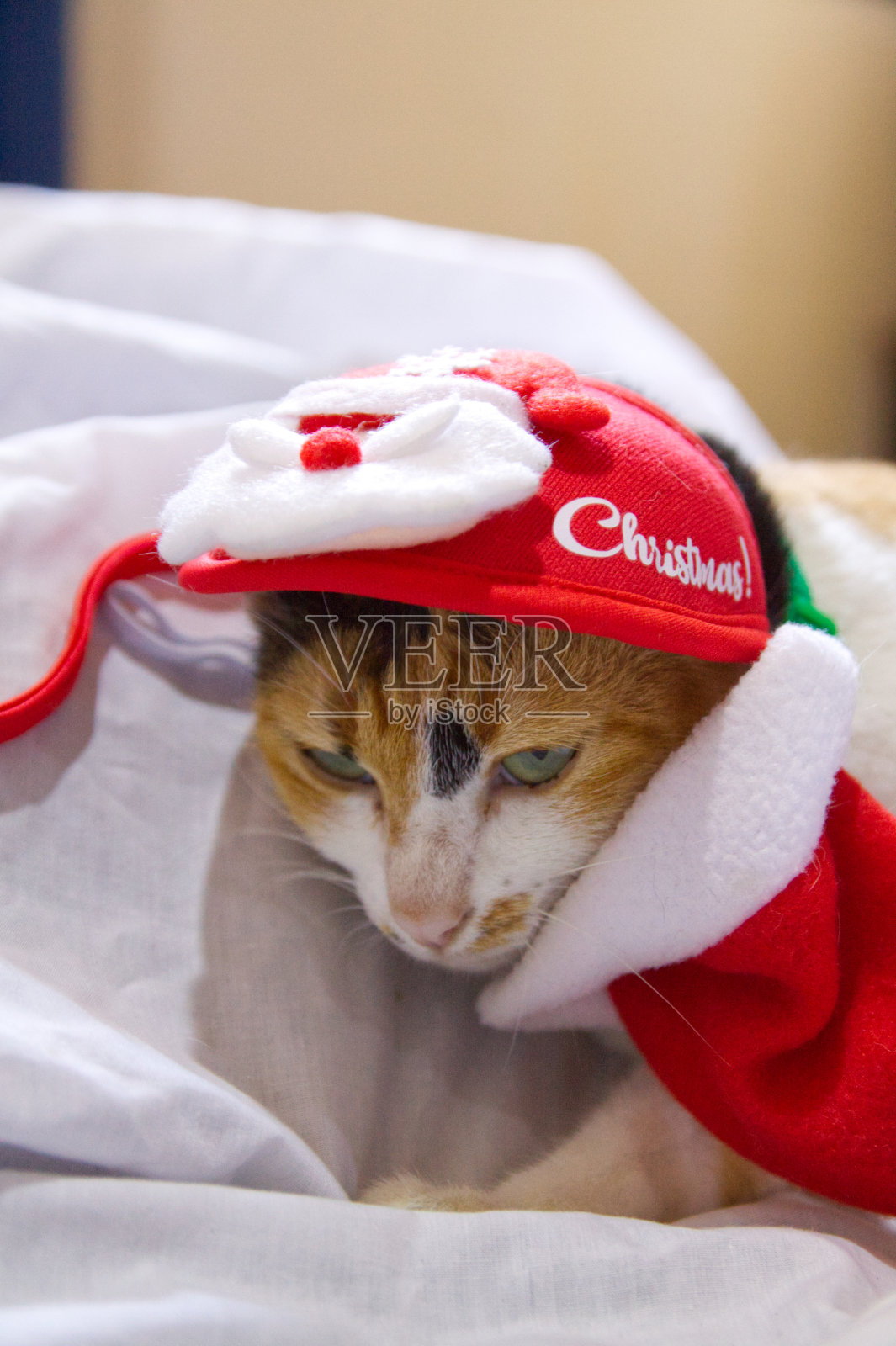 猫在圣诞老人的帽子圣诞节冬天有趣的一天照片摄影图片