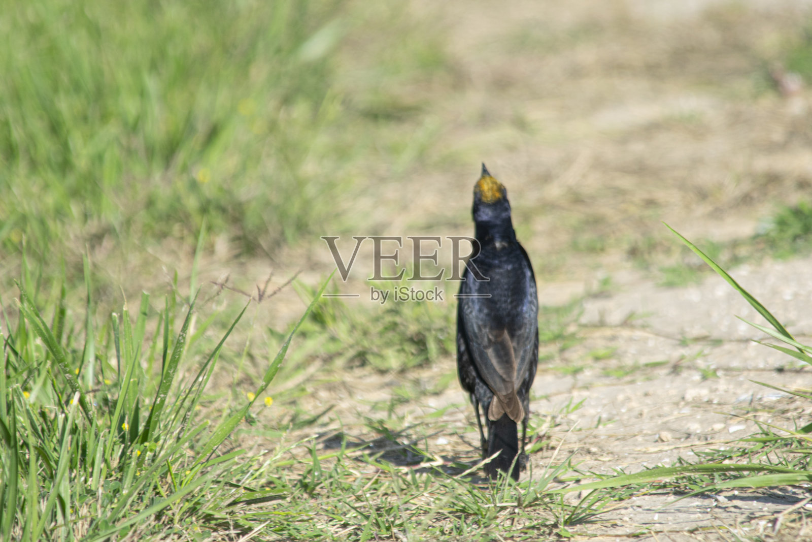 闪亮的牛鹂栖息在草地上照片摄影图片