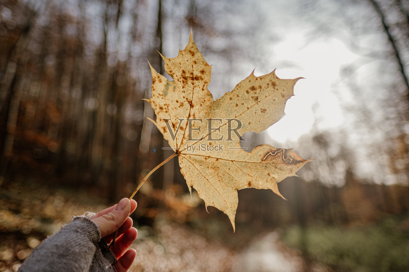 秋天的枫叶握在手中，背景模糊了秋天的森林，宏远。照片摄影图片