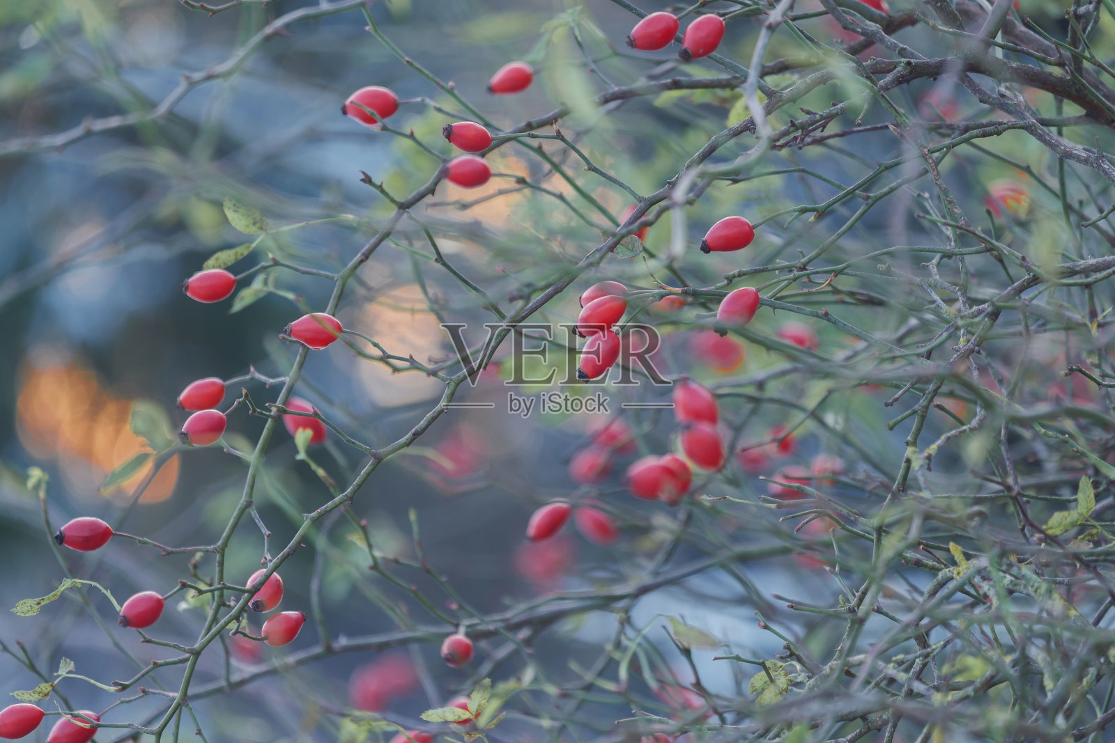 秋天光秃秃的树上的红樱子，冬天雪地里的玫瑰果。照片摄影图片