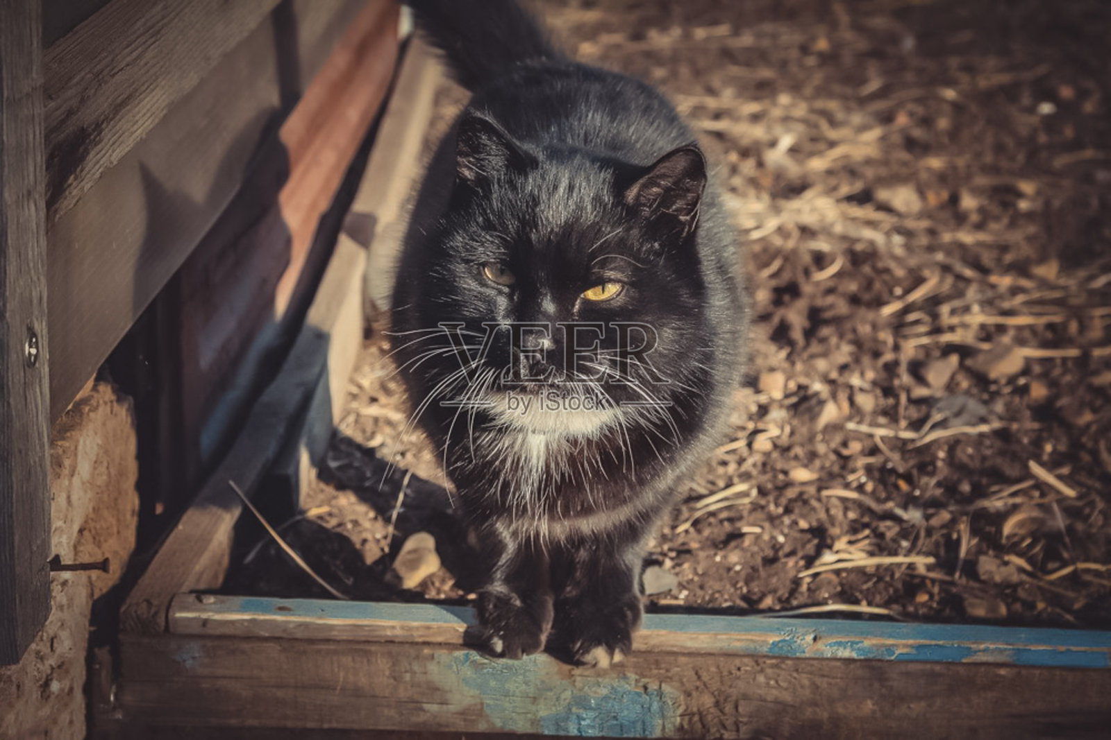 黑猫坐在村子里的木栅栏上。健美的。照片摄影图片