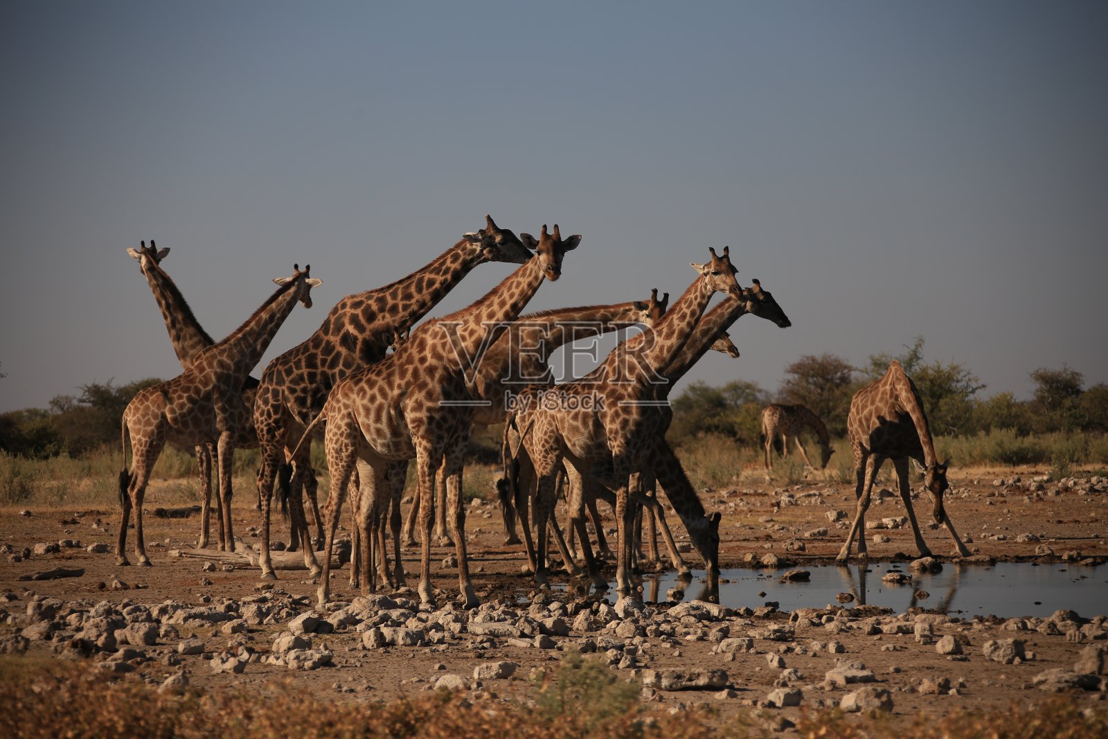 长颈鹿在埃托沙省的一个水坑里喝水照片摄影图片