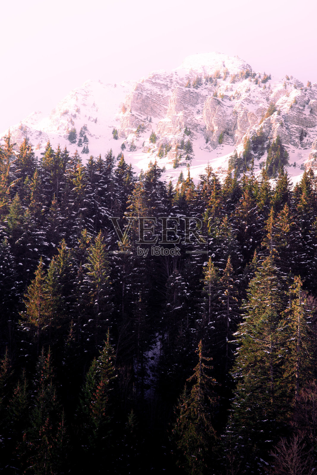 瑞士阿尔卑斯山脉的山脉和森林照片摄影图片