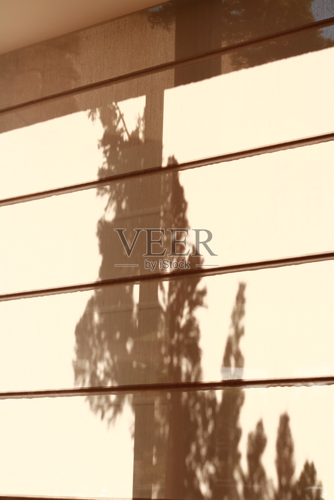 透过窗帘看到的植物阴影照片摄影图片