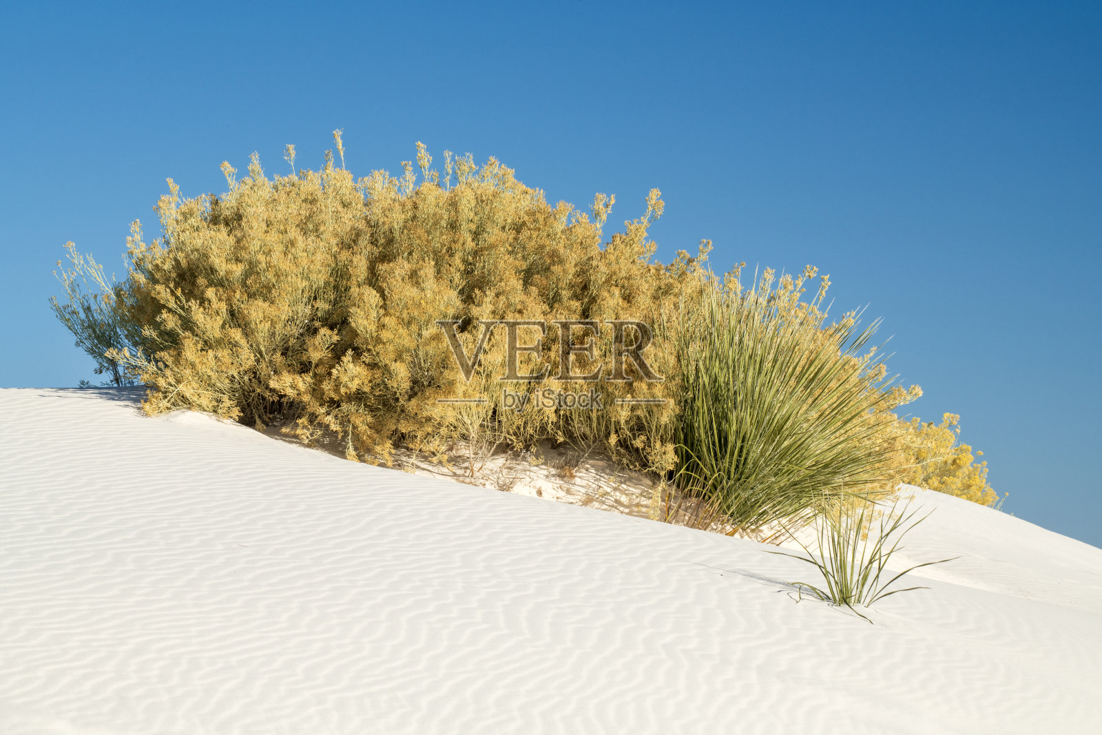 白沙国家公园的橡皮兔刷照片摄影图片