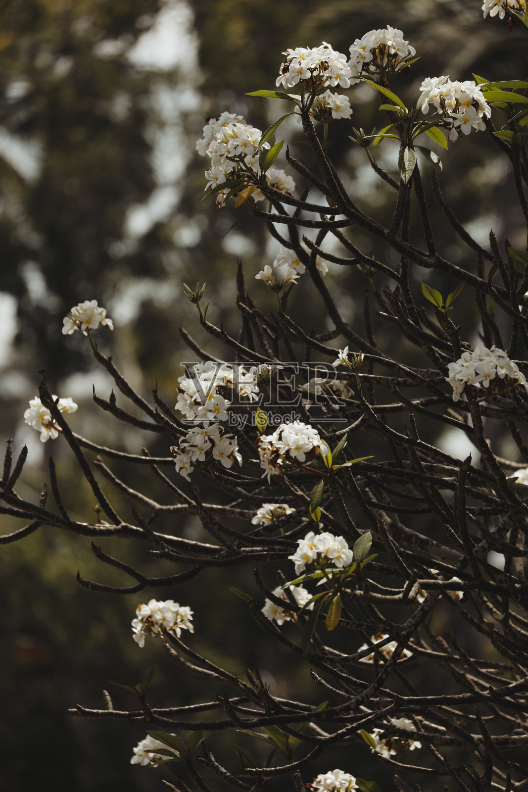 Plumeria花朵照片摄影图片