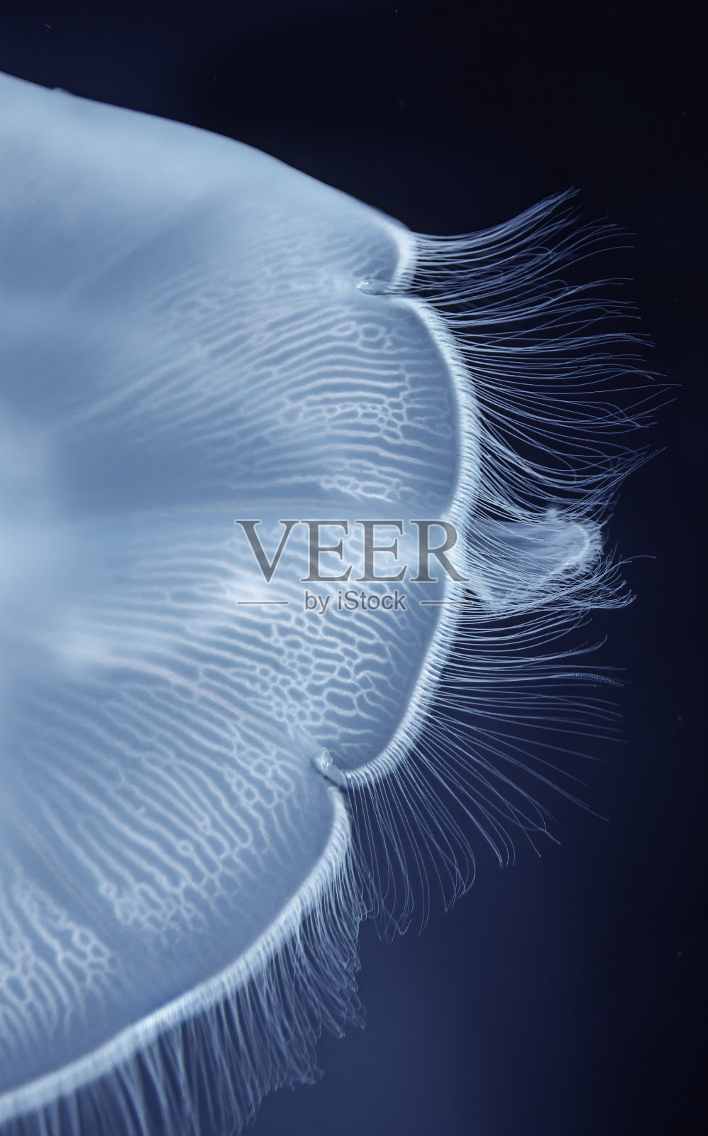 Aurelia aurita(也被称为普通水母、月亮水母、月亮水母或碟状水母)是水母科的一种。水母几乎完全是半透明的。蒙特利湾，加利福尼亚。动物的一部分。照片摄影图片