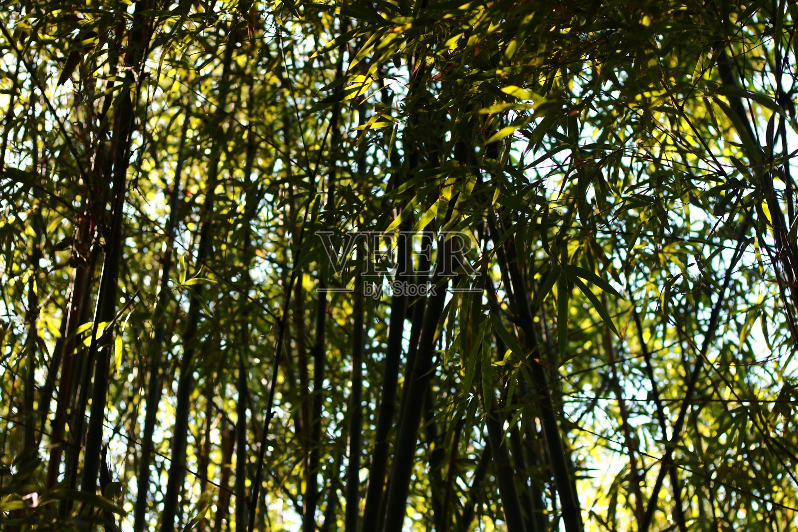 竹林照片摄影图片