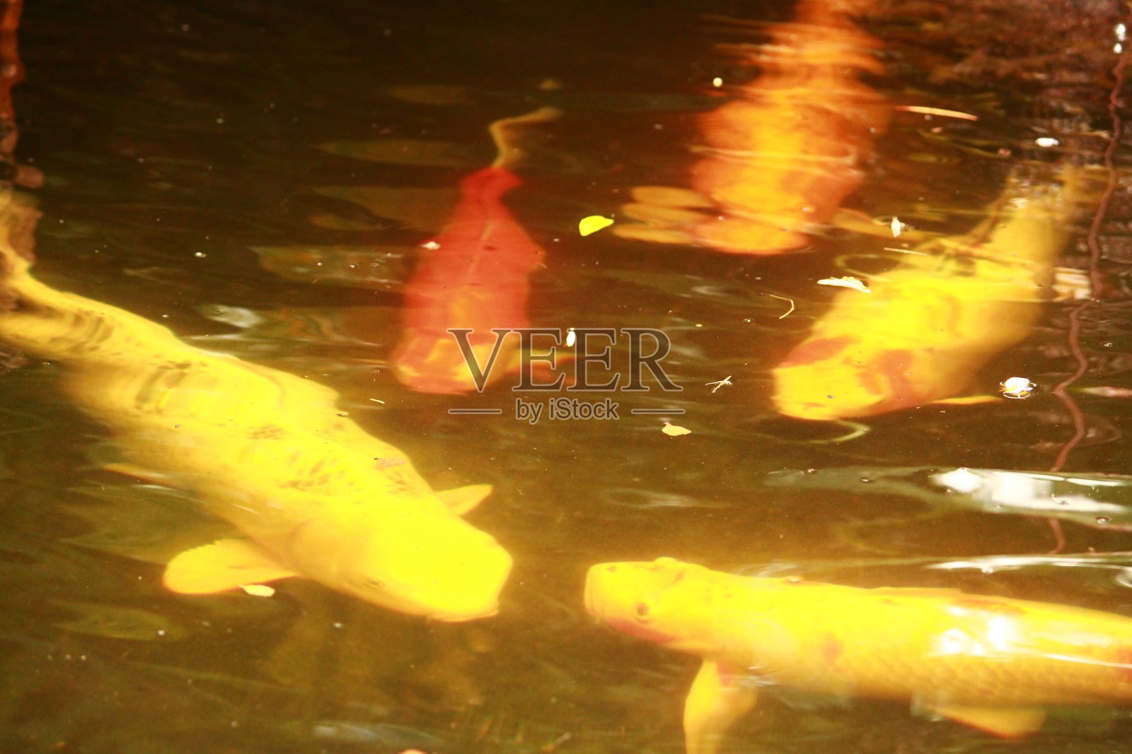 池塘里的鲤鱼照片摄影图片