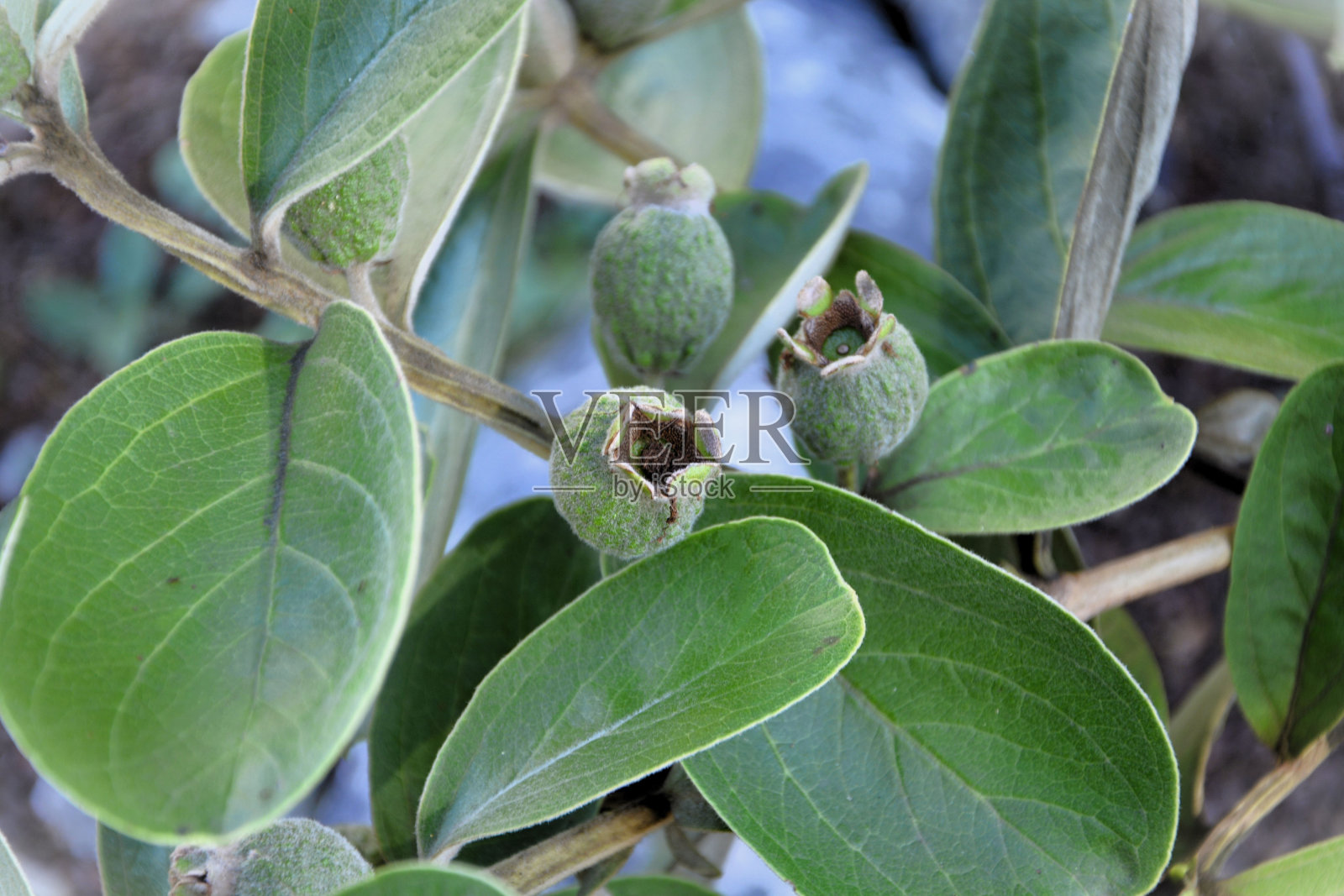 田地里的几内亚金菖蒲的嫩叶和果实照片摄影图片