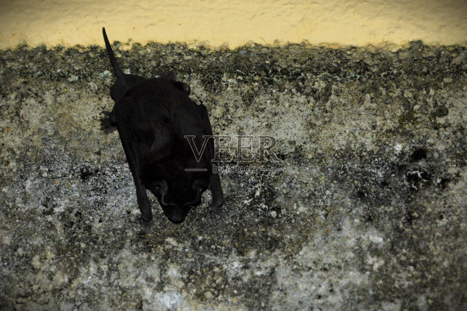 墙上有一只蝙蝠Molossus Molossus一动不动地站着照片摄影图片