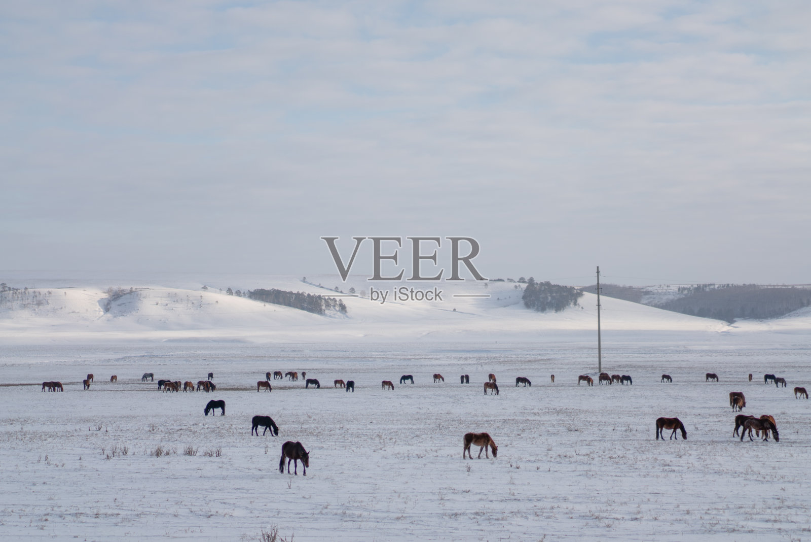 俄罗斯，一群棕色的马在雪地上。照片摄影图片