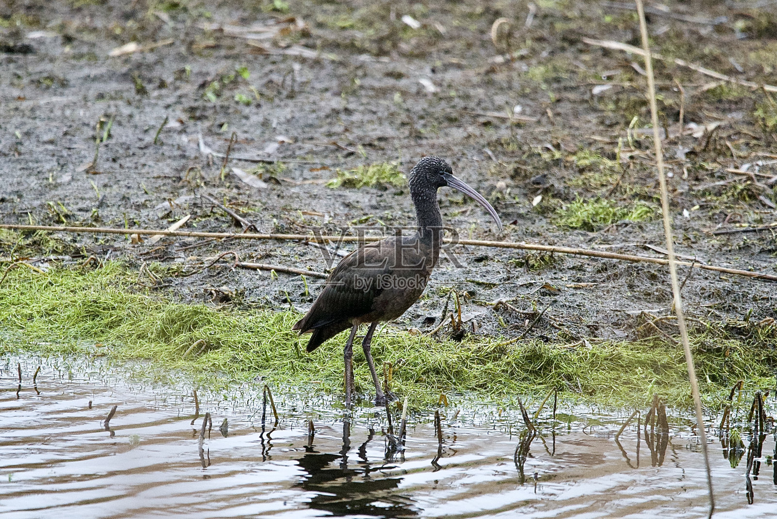 朱鹮黑色涉水鸟照片摄影图片
