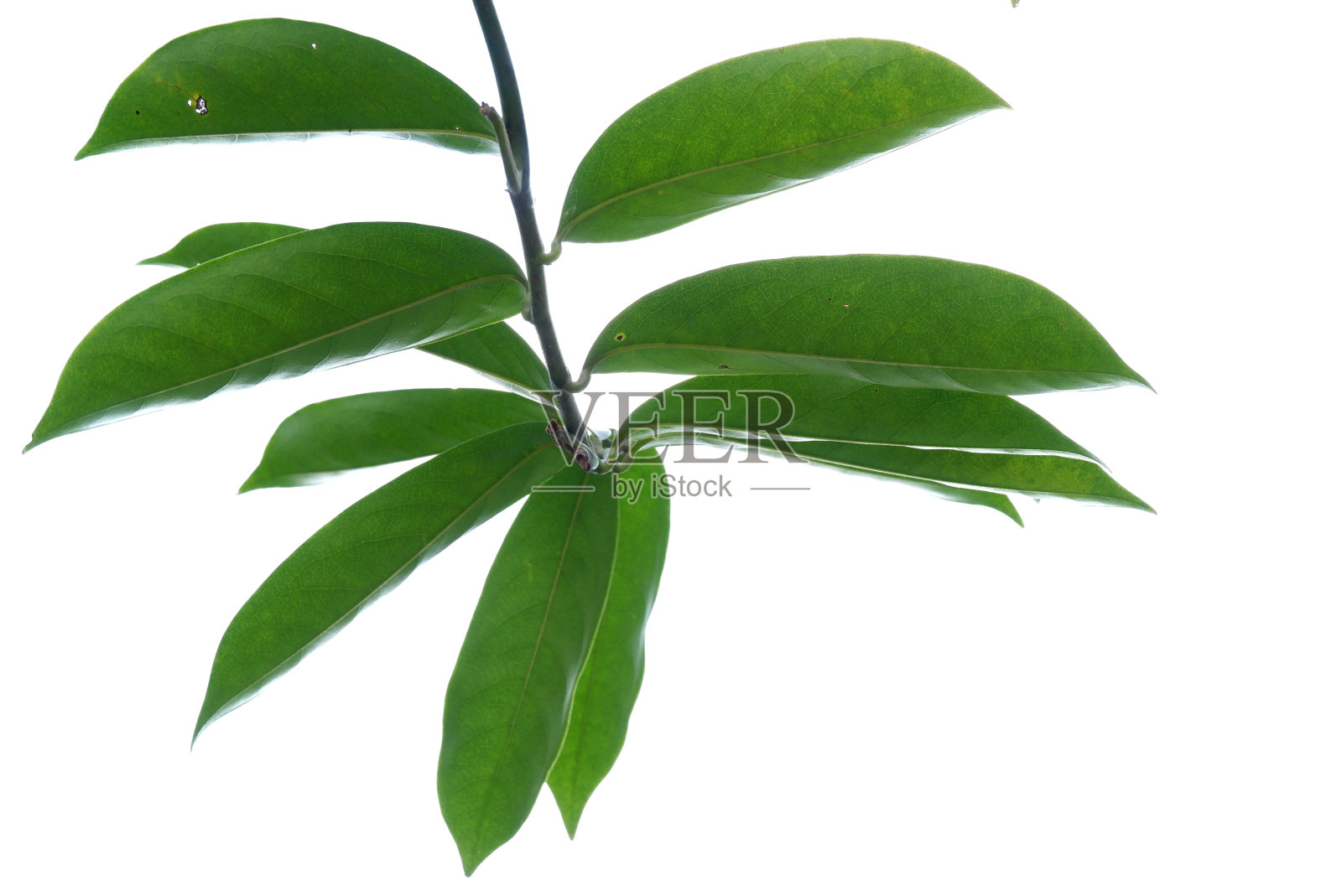 热带树与树叶，树枝和阳光，在白色孤立的背景为绿色树叶的背景照片摄影图片