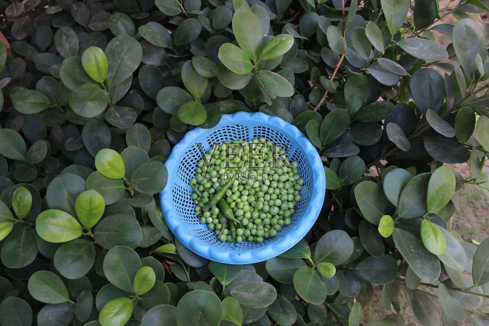 草地上一个圆形塑料篮子里的新鲜绿色豌豆种子和豆荚特写照片摄影图片