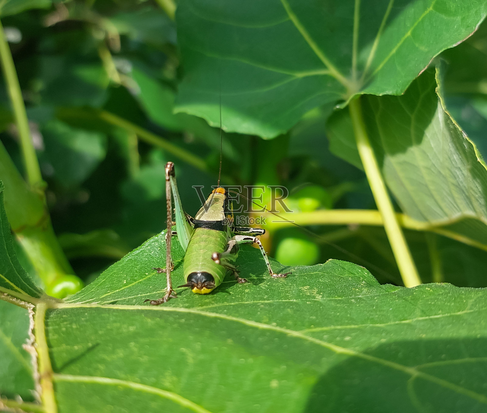 绿色灌木蟋蟀坐在绿色无花果叶上照片摄影图片