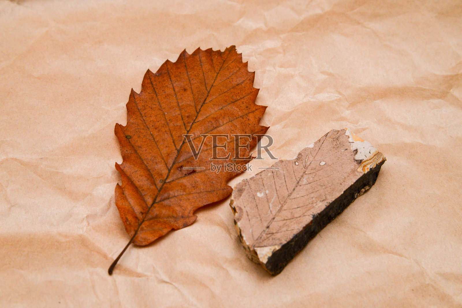 大约30万年前的中更新世奇班尼亚时期的橡树叶化石和现在的橡树叶化石照片摄影图片