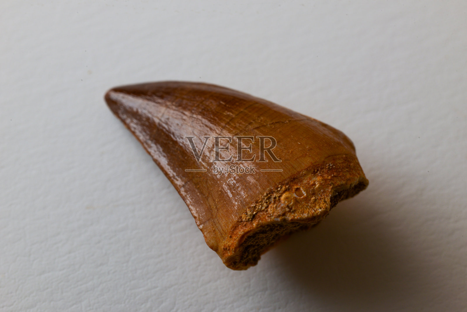 在摩洛哥出土的白垩纪晚期沧龙的牙齿化石，大约有7000万年历史照片摄影图片