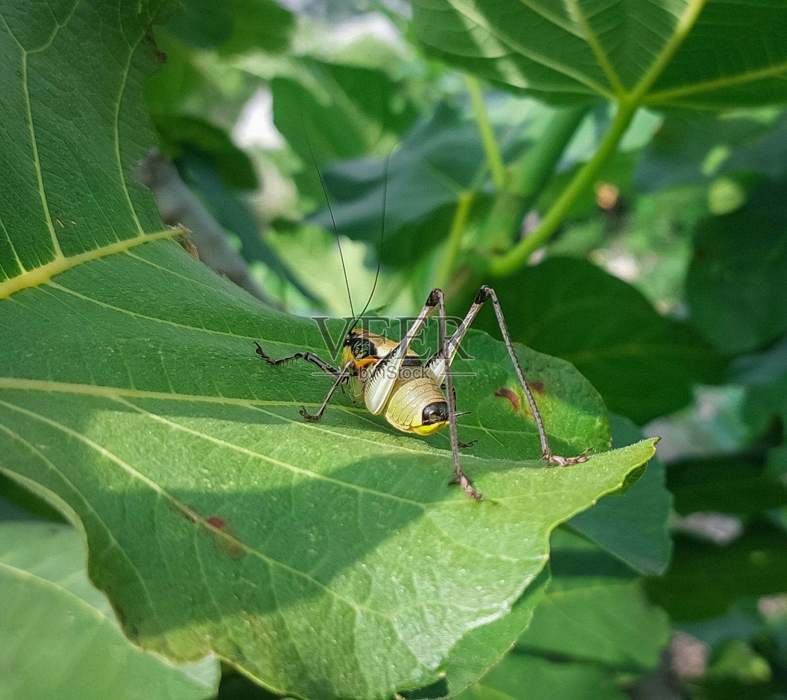 绿色灌木蟋蟀坐在绿色无花果叶上照片摄影图片