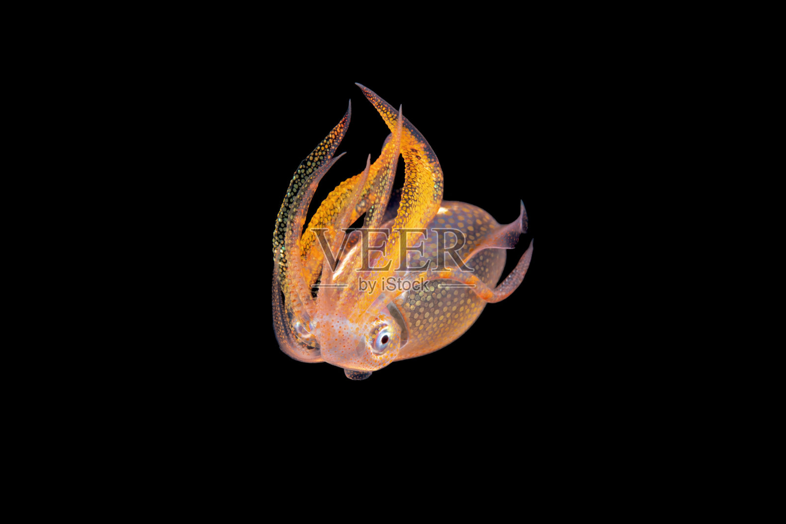 菱形鱿鱼幼鱼照片摄影图片