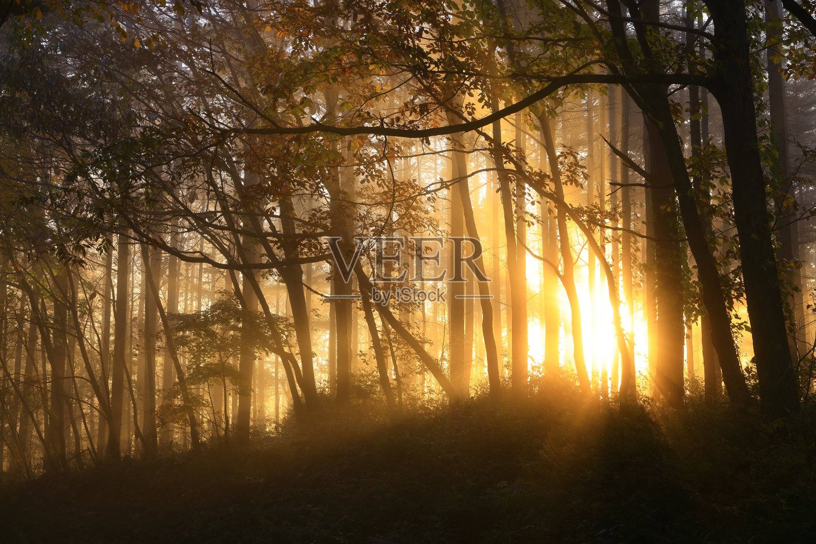 黎明风景照片摄影图片