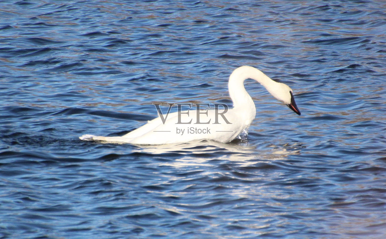 游泳的天鹅照片摄影图片