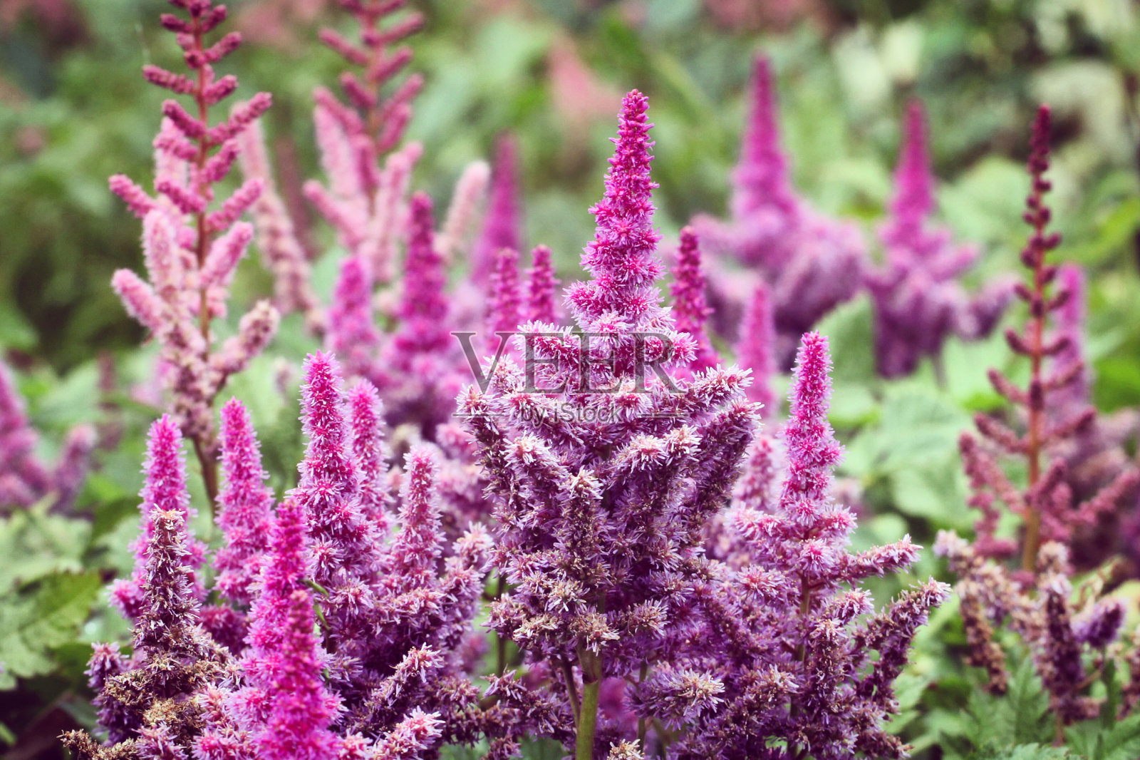 在夏季的几个月里，紫色的Astilbe 'obergartner jurgens' x arendsii开花。照片摄影图片