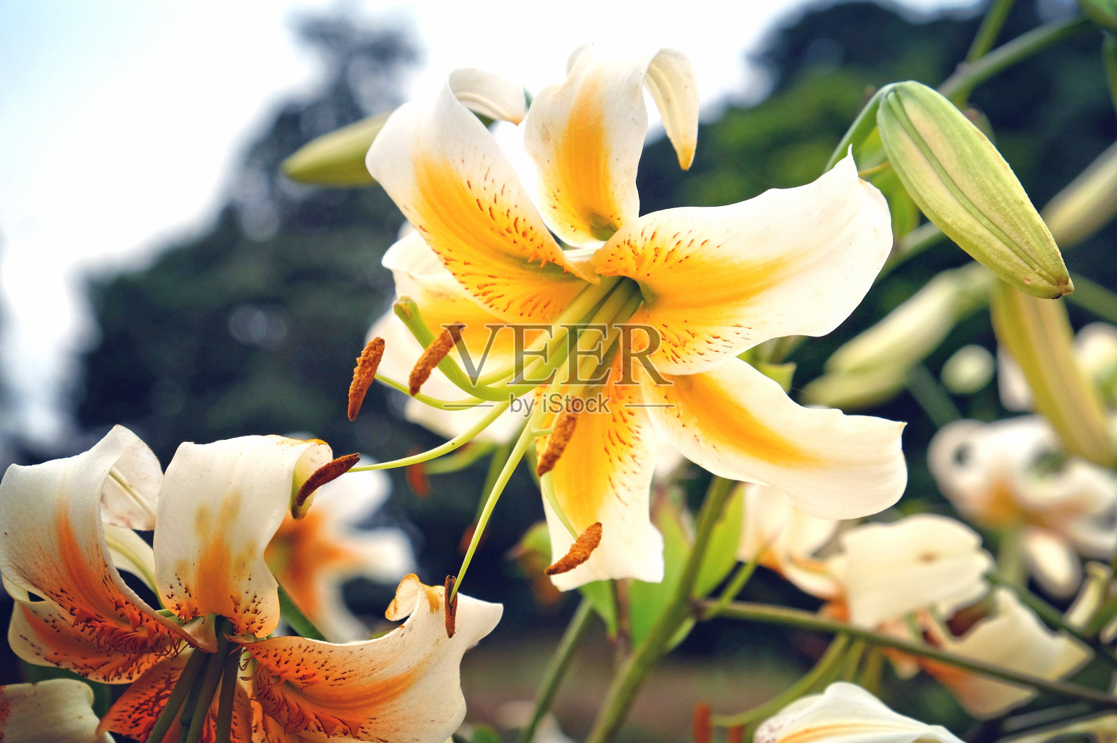 “爱丽丝夫人”白色和黄色的亚洲百合，在夏季的几个月里开花照片摄影图片