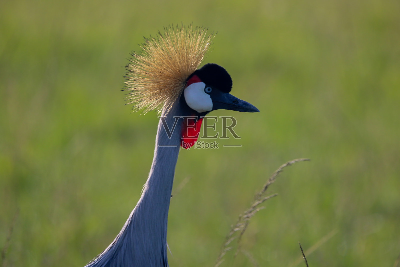 灰顶鹤照片摄影图片