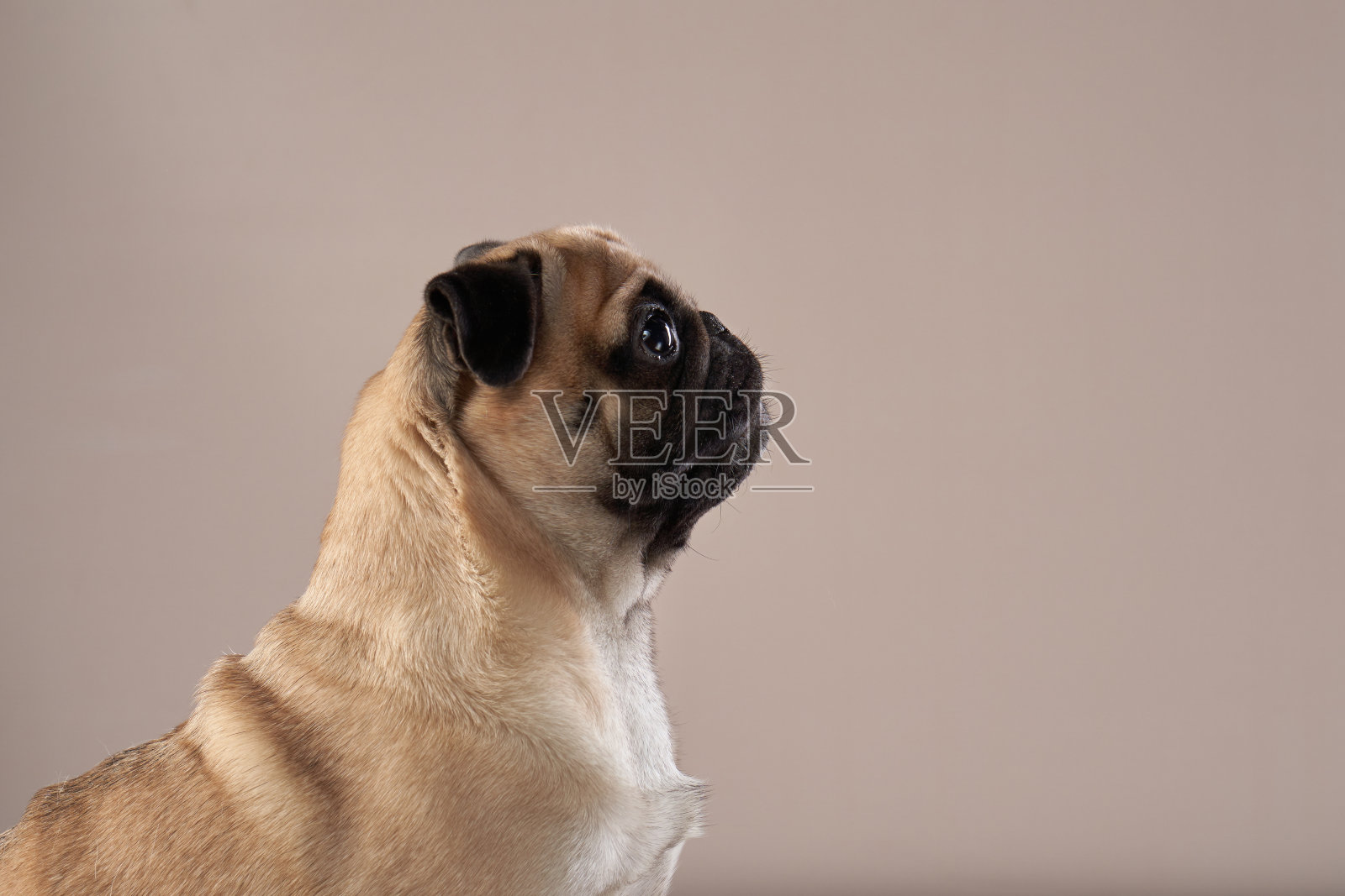 快乐的狗。工作室里米色背景的帕格狗。照片摄影图片
