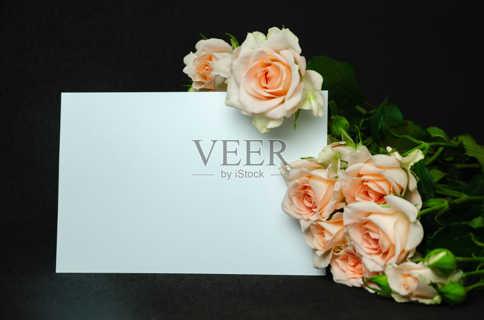 黑色背景的桃花玫瑰配白色明信片照片摄影图片