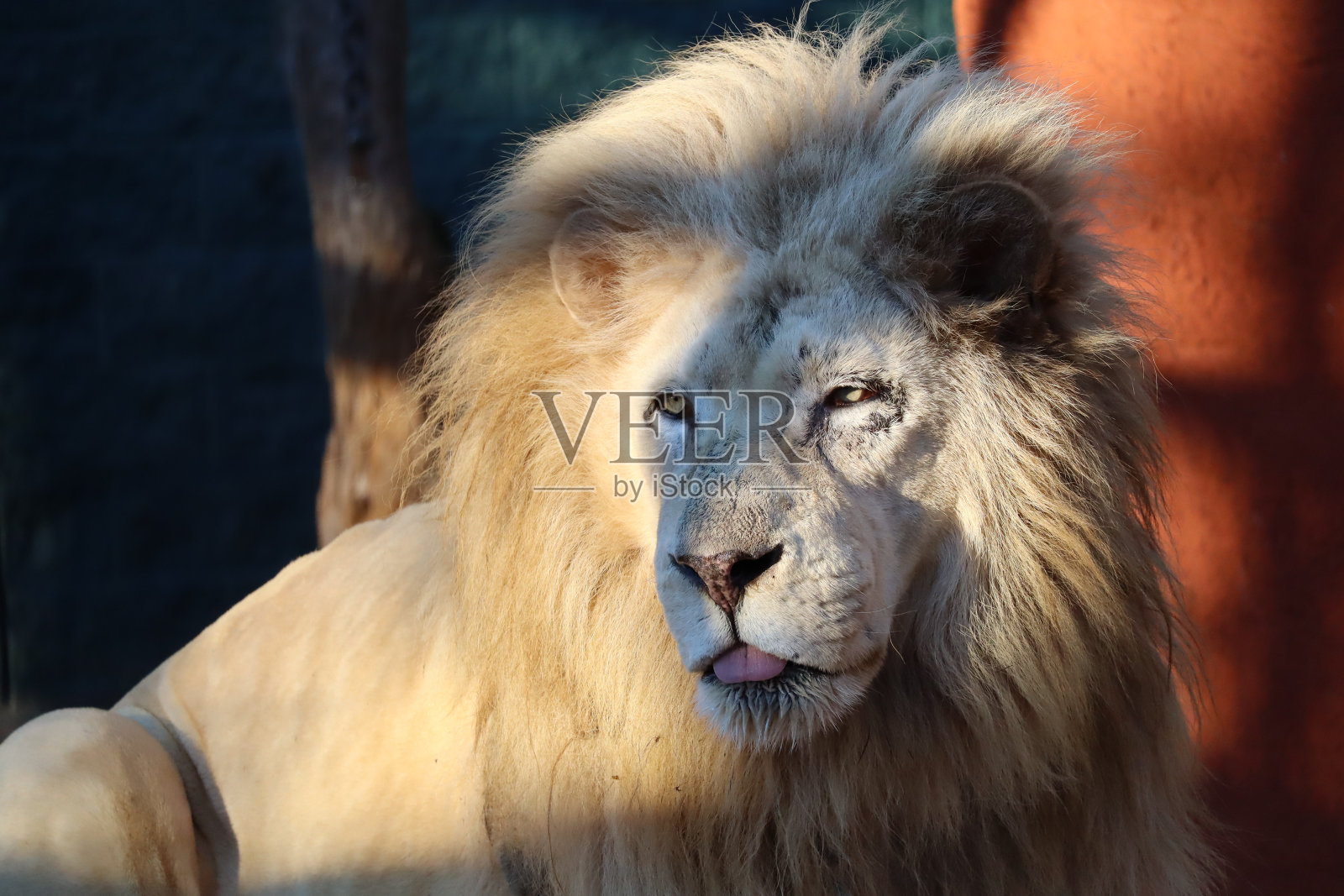 阳光下的狮子照片摄影图片