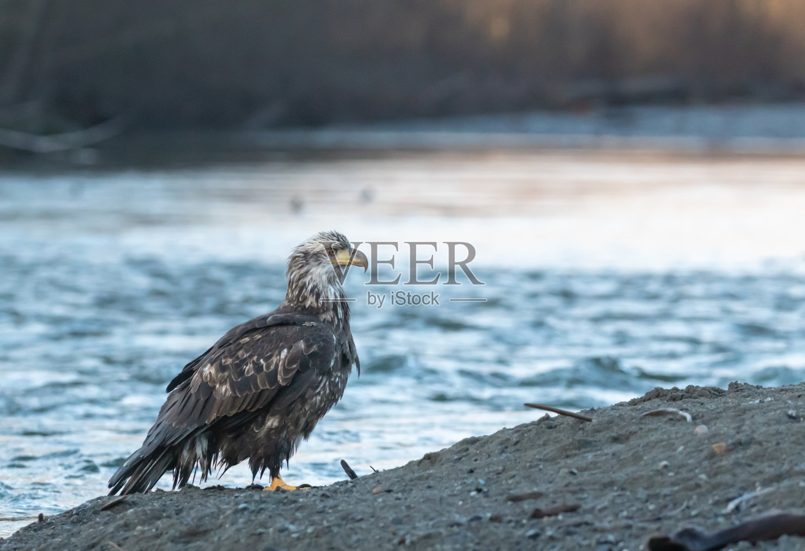 观察照片摄影图片