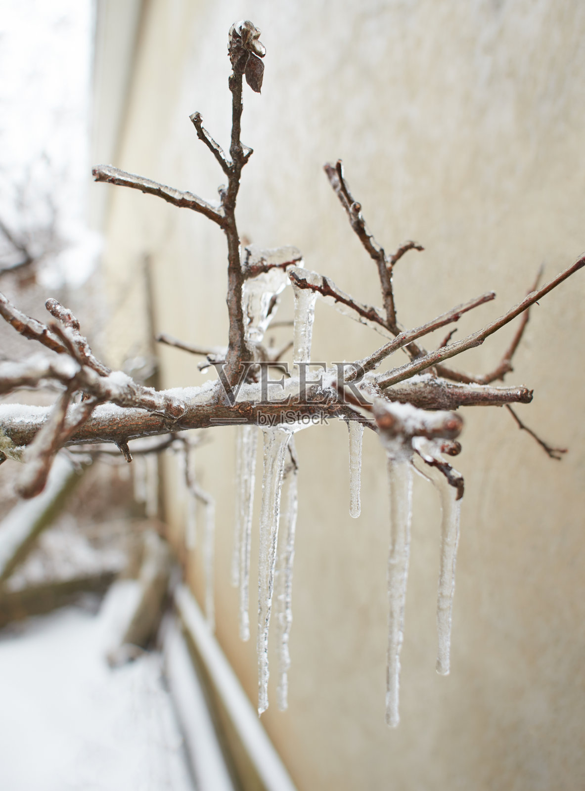 落叶草的枝头，被冻雨后的冰壳覆盖的灌木，残片，背景照片摄影图片