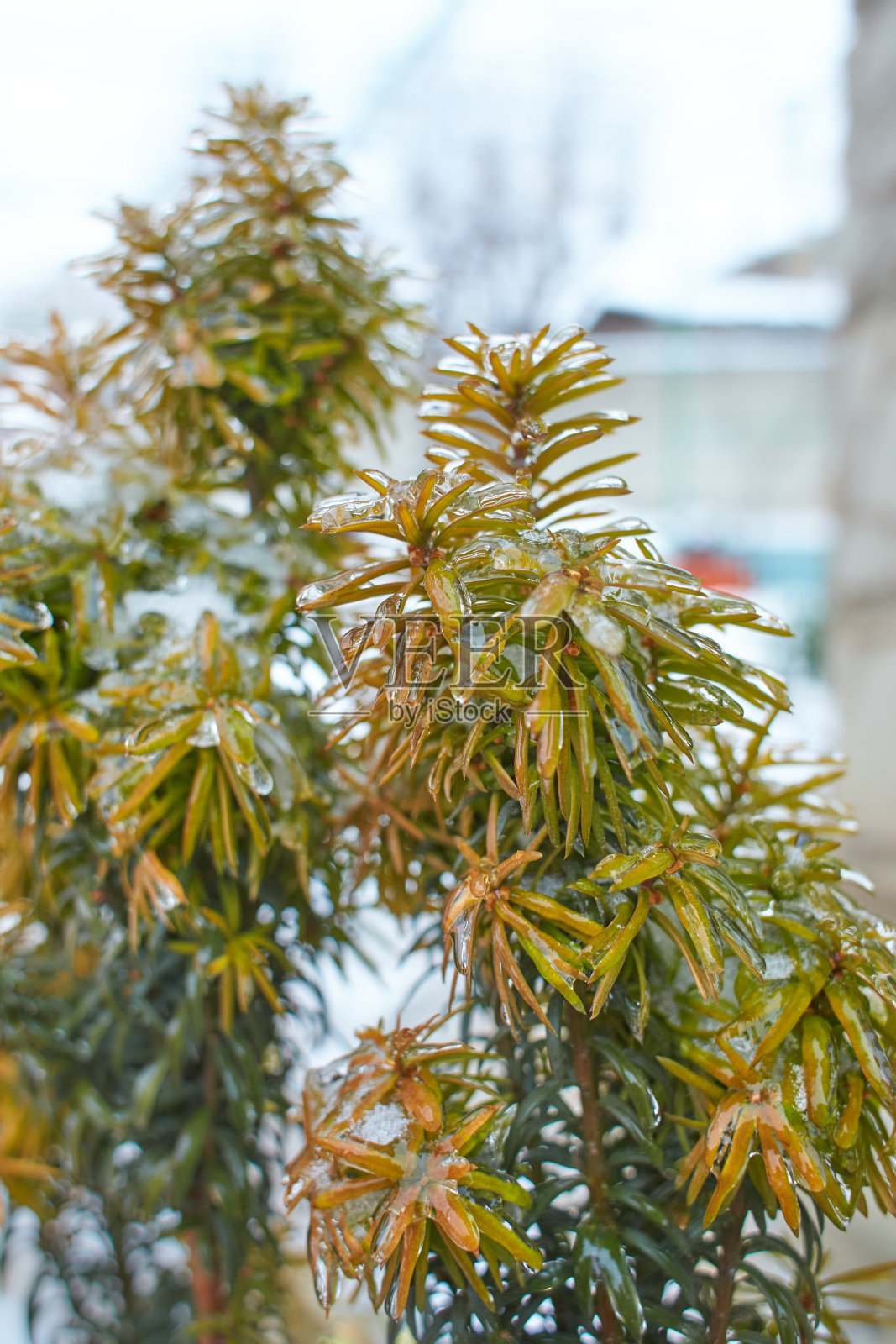 落叶草的枝头，被冻雨后的冰壳覆盖的灌木，残片，背景照片摄影图片