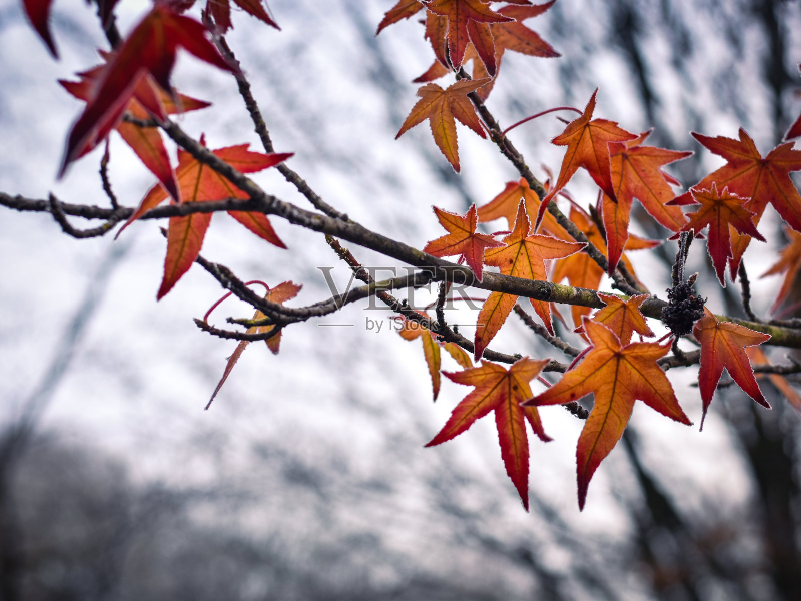 橙色的叶子照片摄影图片