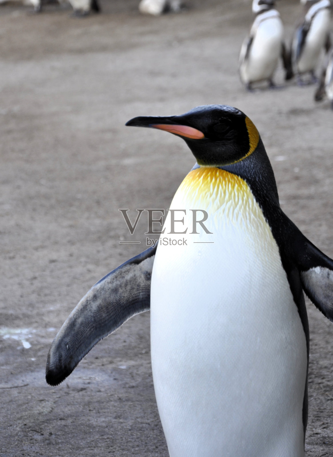 帝企鹅照片摄影图片