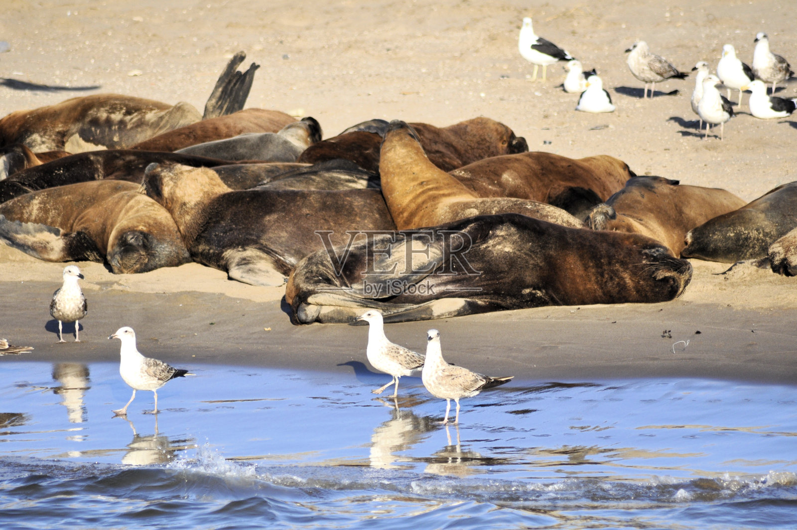 狼照片摄影图片