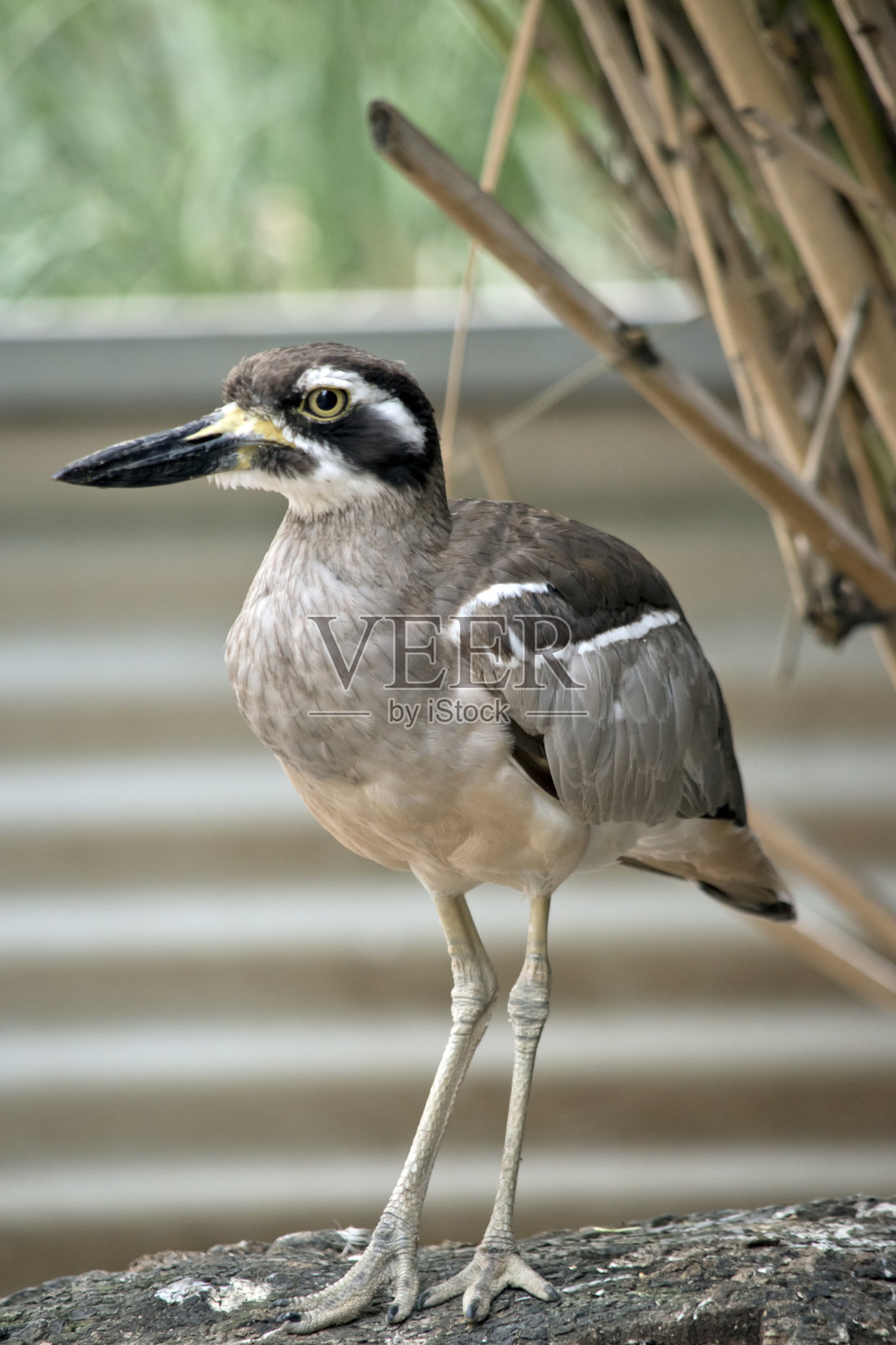 这是海滩石杓鹬的特写照片摄影图片