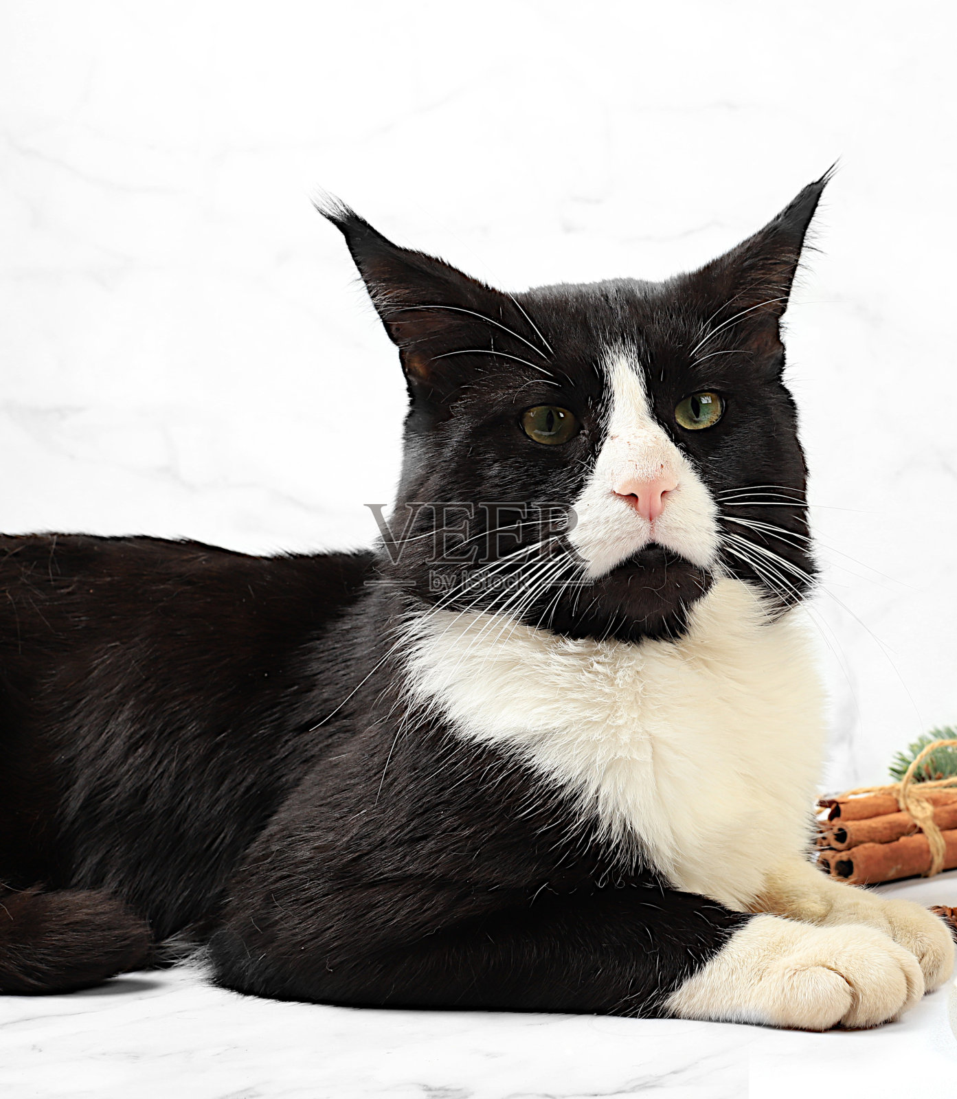 浅色背景的大森林缅因猫，爱护宠物的概念。兽医诊所宣传卡;照片摄影图片