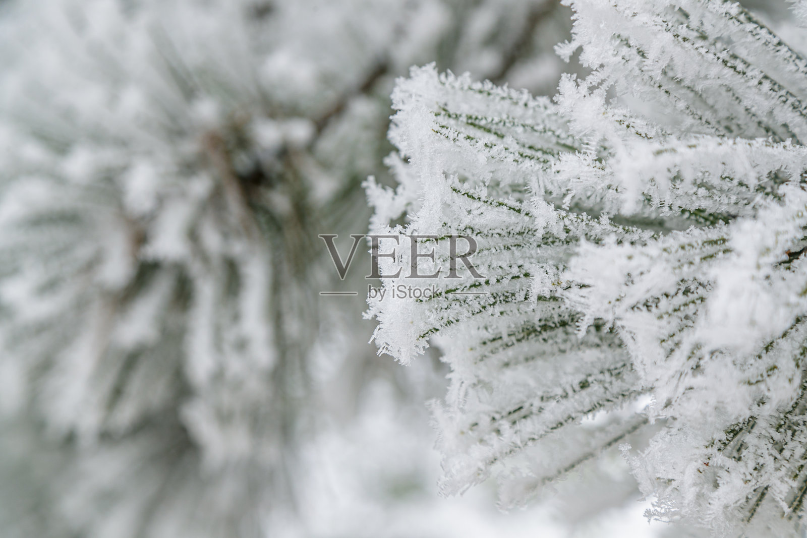 厚厚的霜冻覆盖着松针，特写照片摄影图片