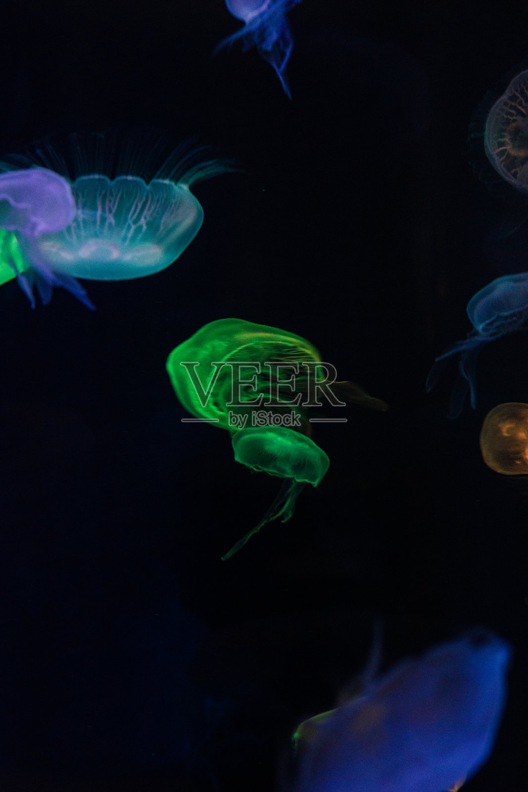 2023年秋天感恩节期间，田纳西州查塔努加的彩色水母照片摄影图片