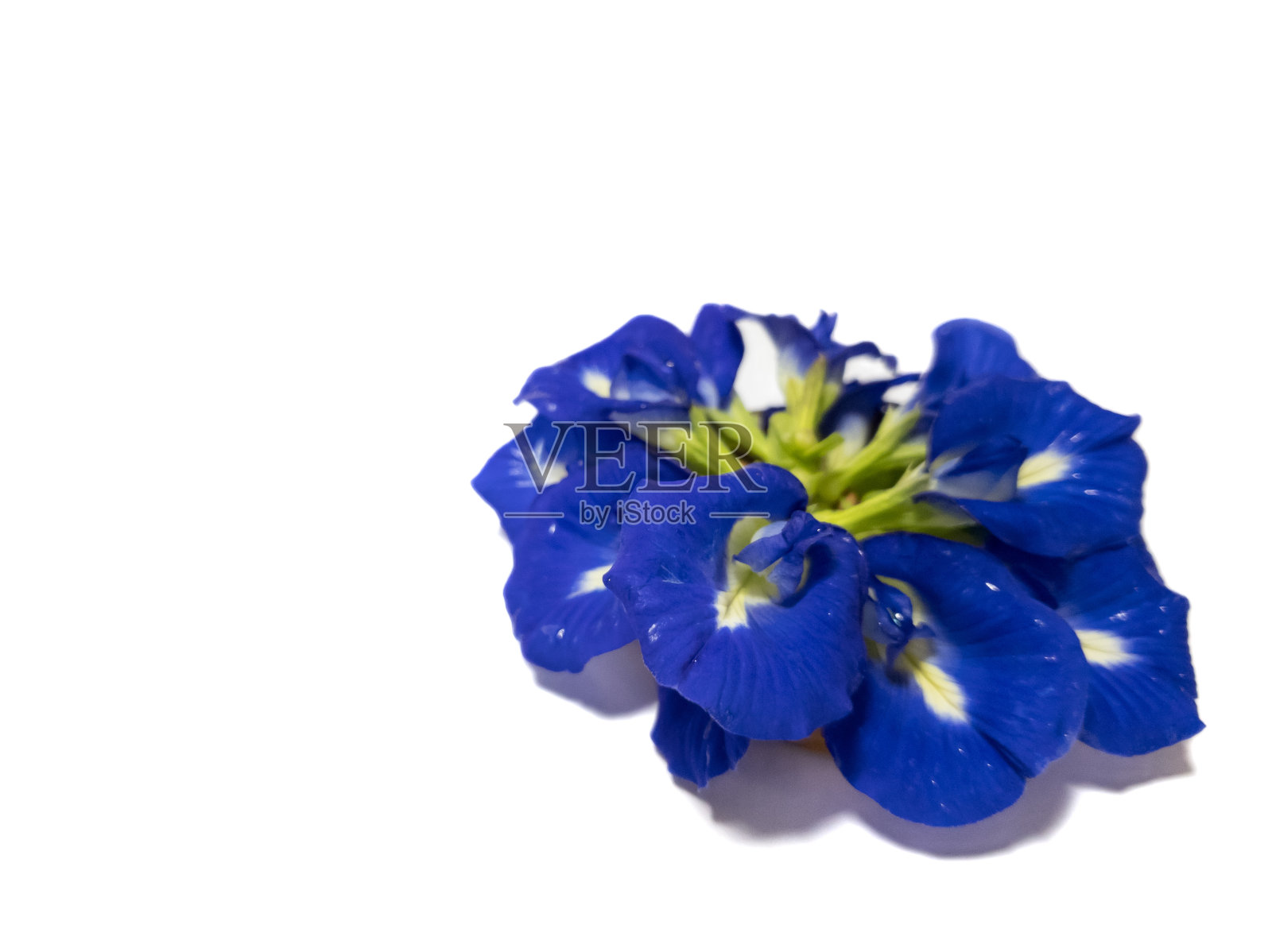 蓝色蝴蝶豌豆花在白色背景彩色深蓝紫色近距离照片摄影图片