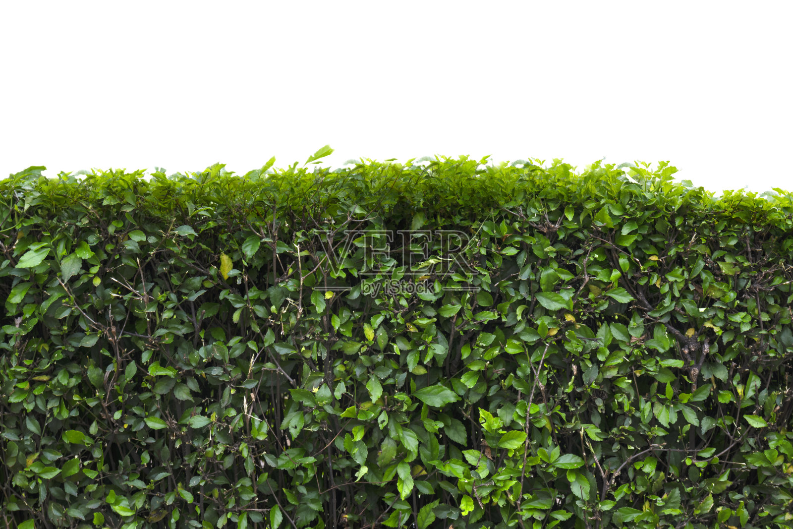 墙上的青藤照片摄影图片