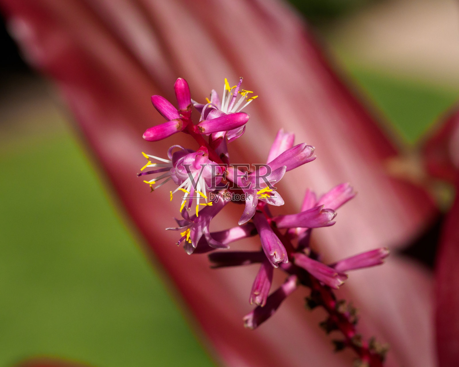 科迪莱恩的《洛伊阿姨》照片摄影图片