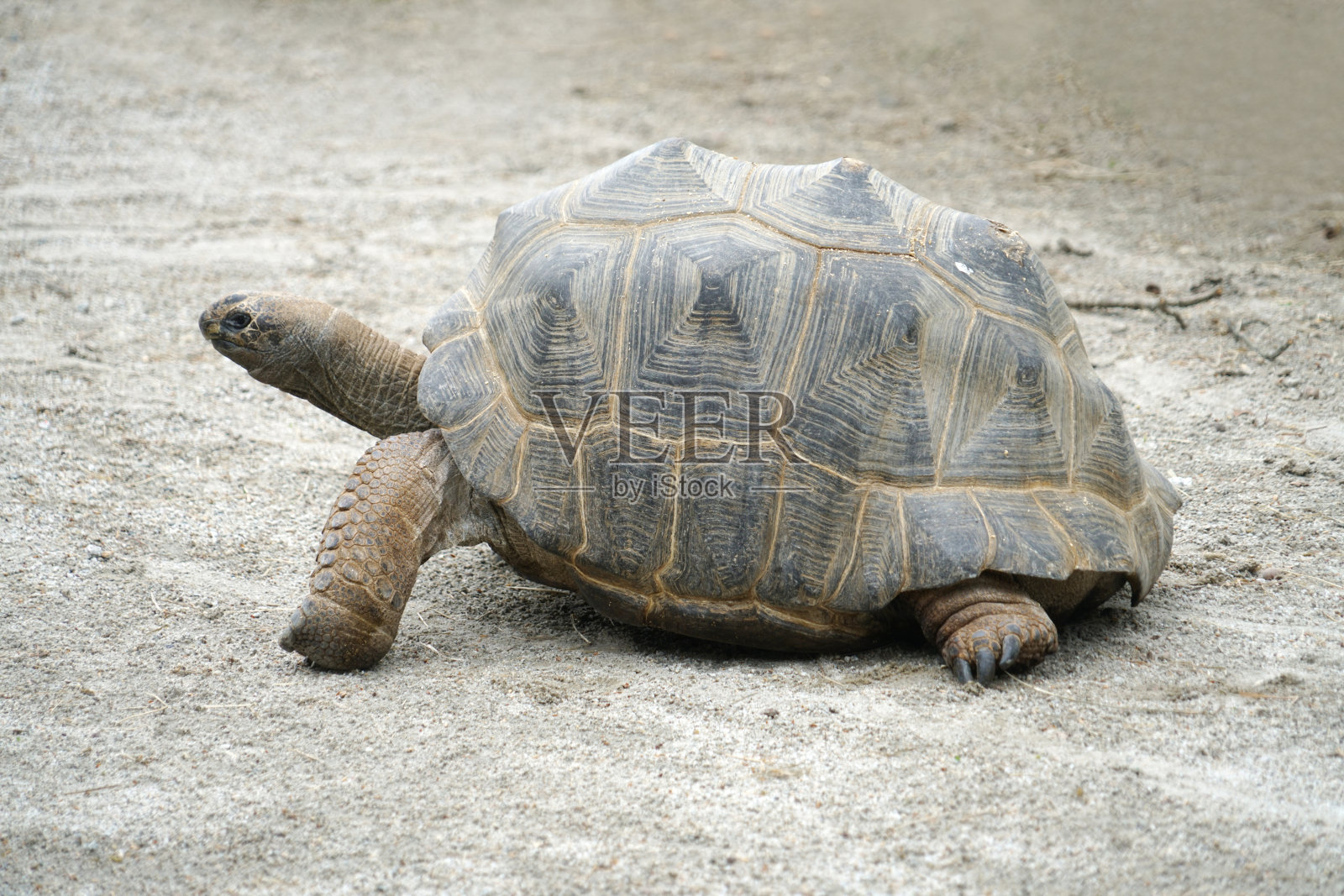 近距离观察地面上的陆龟照片摄影图片