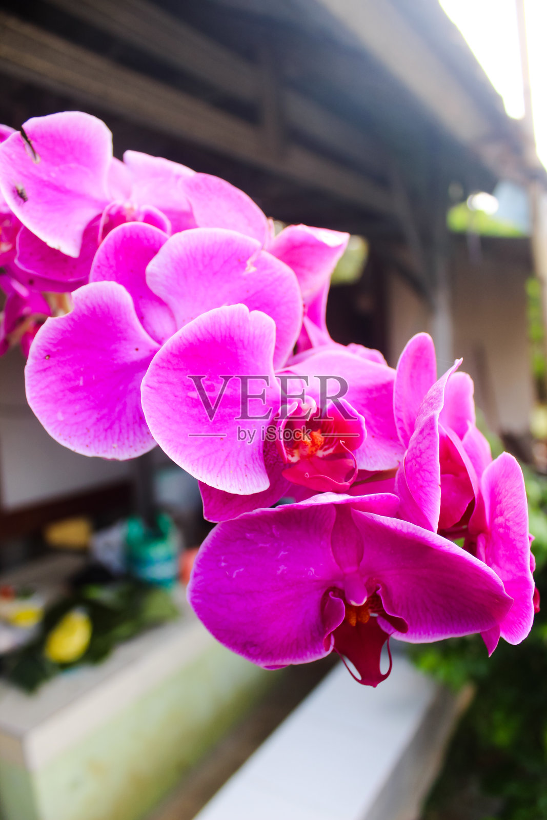 紫兰花在雨季繁盛照片摄影图片
