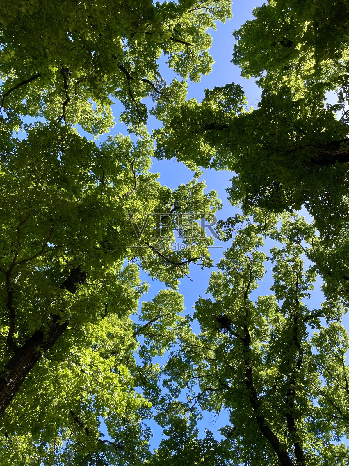 树照片摄影图片