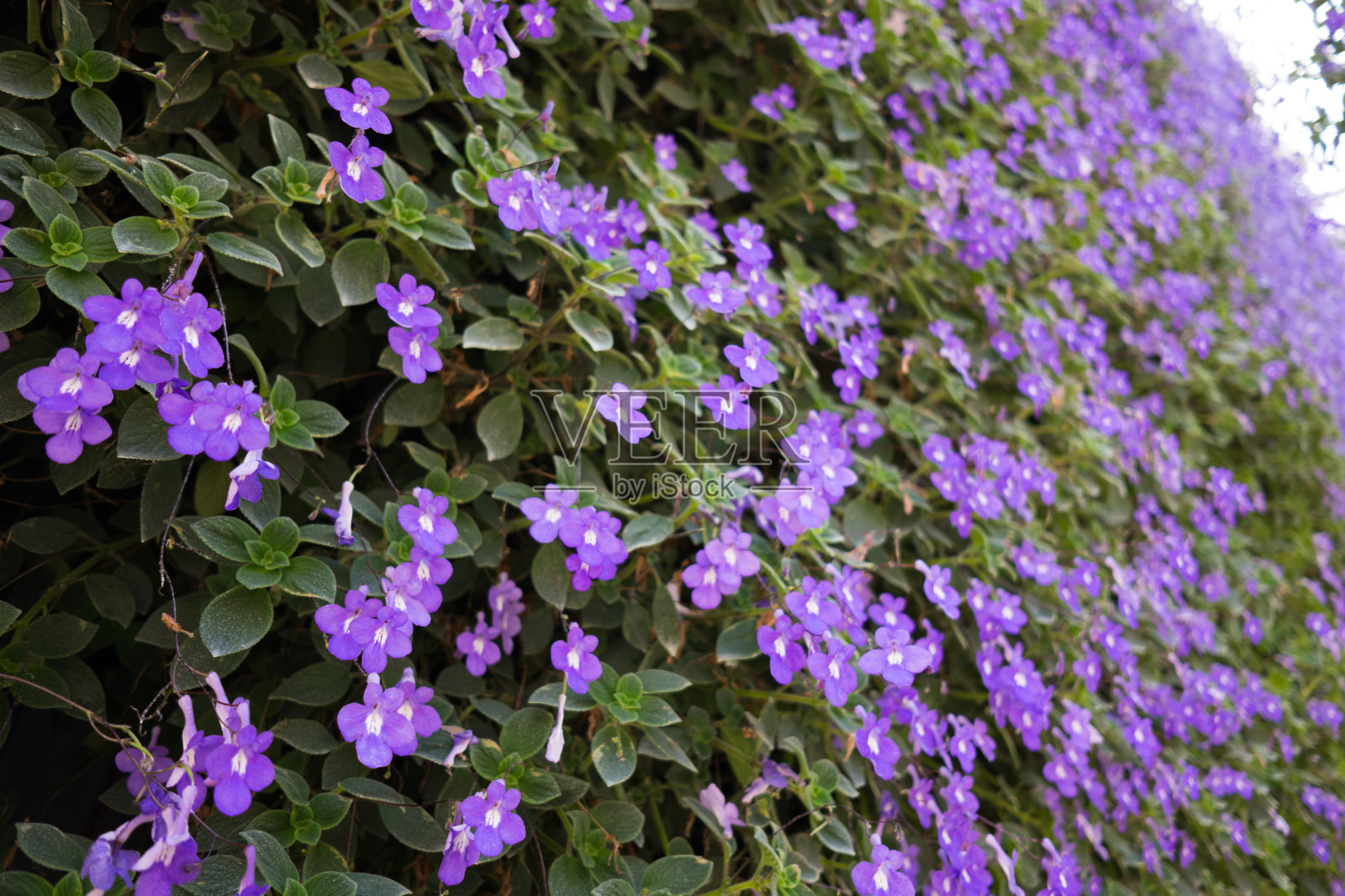 在温室里种花。照片摄影图片