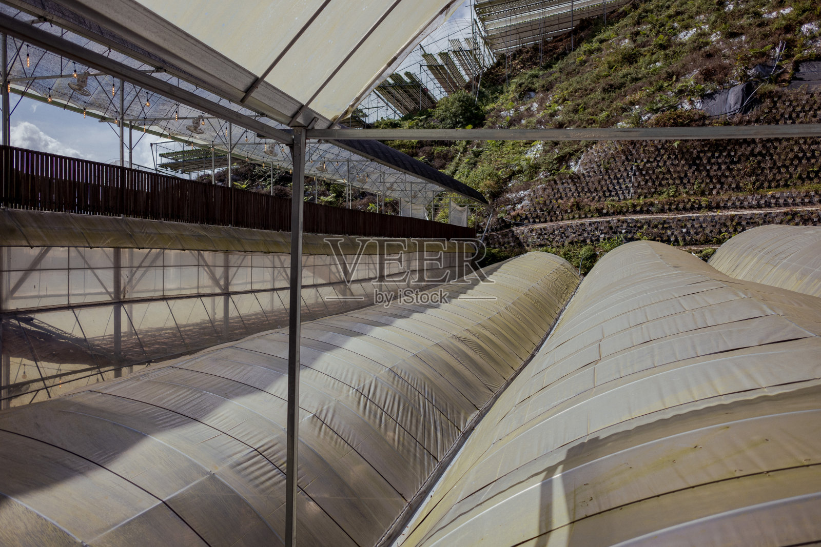 园艺温室栽培。照片摄影图片